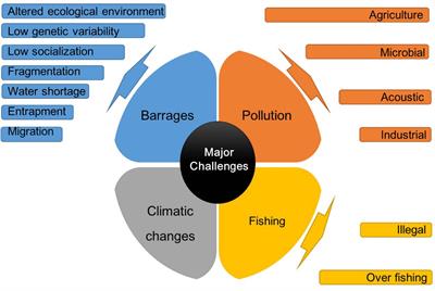 Deteriorating Habitats and Conservation Strategies to Repopulate the Endangered Indus River Dolphin (Platanista gangetica minor); a Lesson Learned From the Conservation Practices of the Yangtze Finless Porpoise (Neophocaena asiaeorientalis)